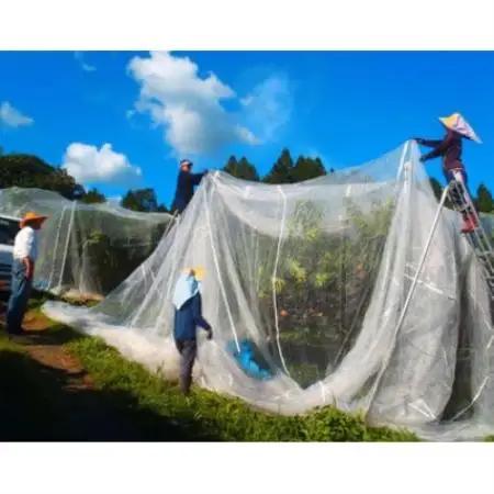 岡山県産 樹熟し白桃 5-8玉(約2kg)【配送不可地域：離島】【1735328】