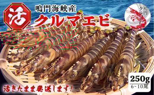 活クルマエビ 250g　【活き発送】 ※説明文をご確認ください