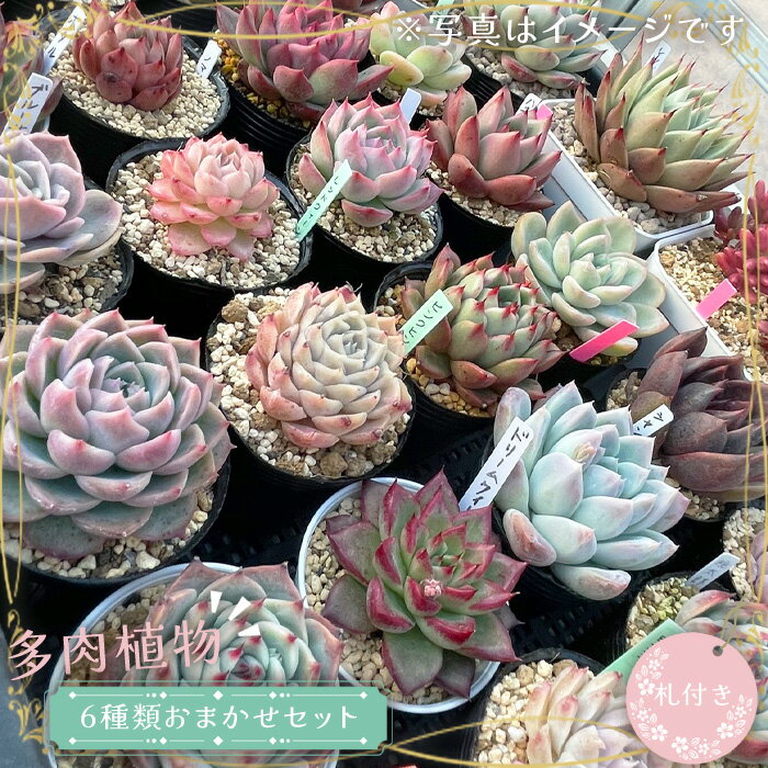 【ふるさと納税】No.680 多肉植物6種類おまかせセット【札付き】 ／ 苗 インテリア 癒し 送料無料 茨城県