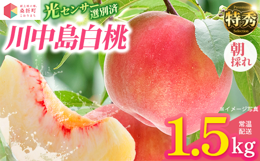 もも【川中島白桃・2027年産先行予約】特秀1.5kg　桑折町産　JAふくしま未来　桃 ／ もも モモ 果物 フルーツ 旬 甘い 甘み ジューシー 果肉 果汁 新鮮 フレッシュ デザート おいしい 産地直送 桑折 こおり こおりまち 福島県 特産品 献上桃の郷 【07301-0138】