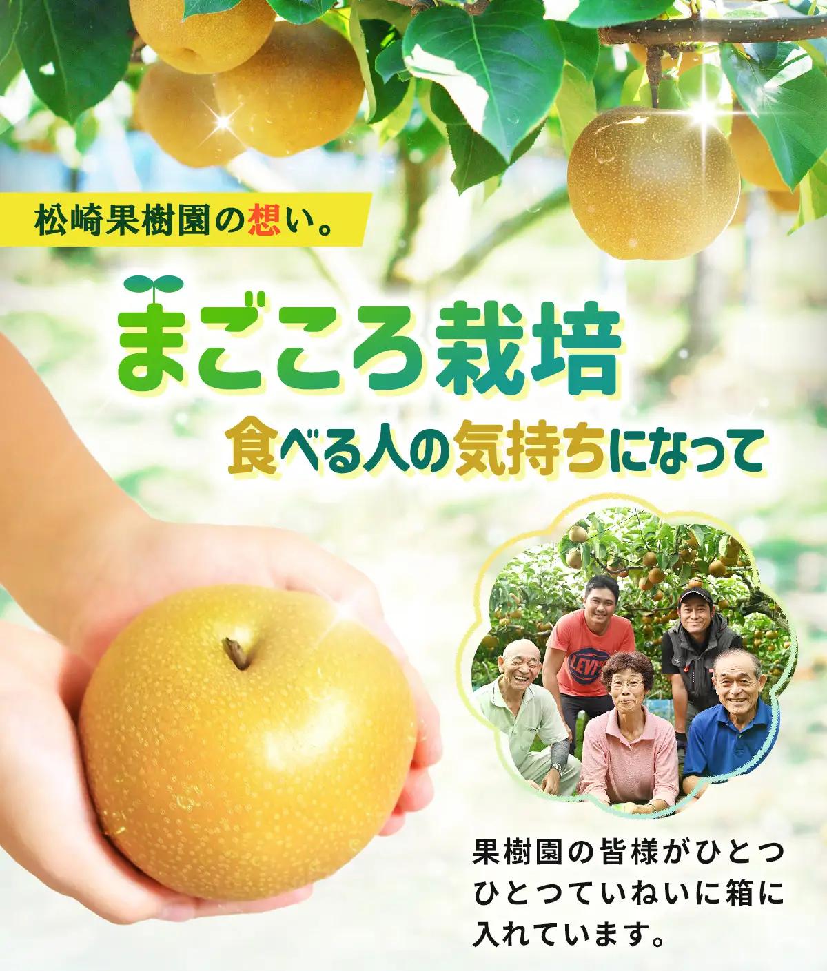 【2026年発送】【松崎果樹園】梨「幸水」約5kg（10～12玉入） ｜ 梨