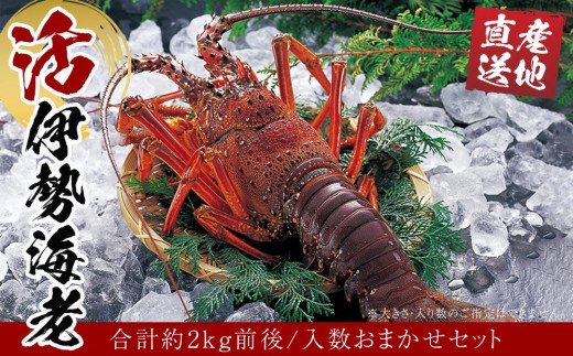 
活 伊勢海老 合計約2kg セット 訳あり ２番手
