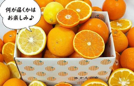 旬の柑橘食べ比べ 柑橘ごろごろ 3種 箱込 2.5kg(内容量 2.3kg) 秀品 優品 混合 和歌山県産 産地直送 【おまけ付き】【みかんの会】