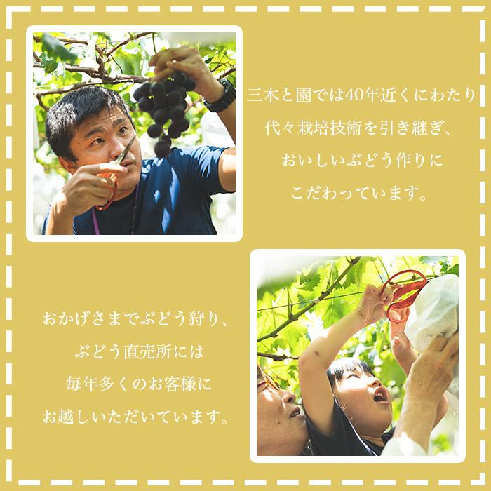 有田巨峰村三木と園のあま～い種あり巨峰2kg BR07_イメージ4