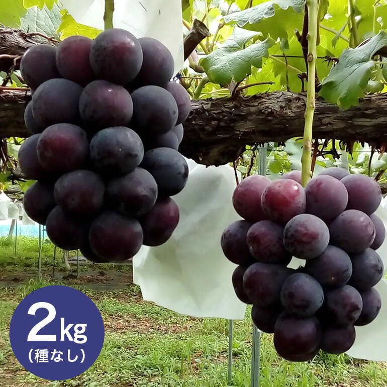 【ふるさと納税】【 2025年 先行予約 】 伊豆錦 ( 種なし ) 2kg 石田ぶどう園 3房 〜 4房 種なし ぶどう ブドウ 国産 果物 くだもの 葡萄 種無し フルーツ 2キロ 9月 10月 発送 秋 旬 品種 茨城県産 産地直送 産直 農家直送 冷蔵 茨城県 石岡市 送料無料 (A02-012)