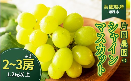 【先行予約】 シャインマスカット 2房～3房 1.2㎏以上 兵庫県産 片岡農園 【2026年9月中旬から順次発送予定】