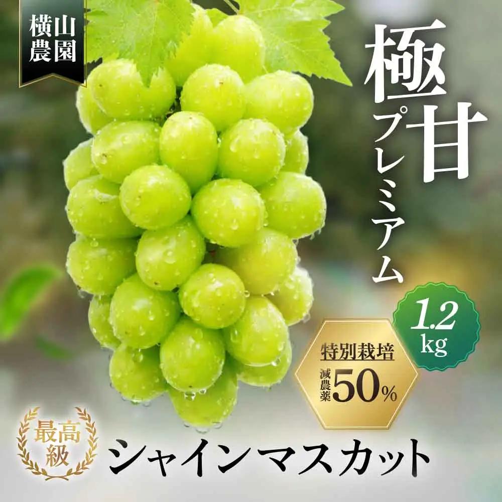 特別栽培 減農薬 シャインマスカット 2房 1.2㎏ 山梨シャインマスカット