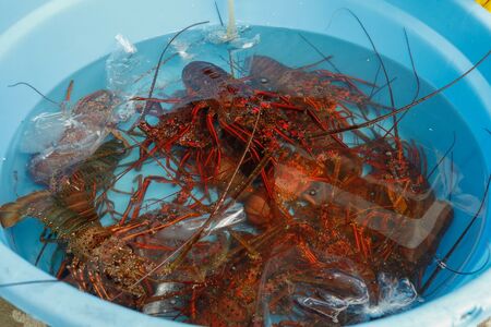 【先行予約】【数量限定】産地直送！活き伊勢えび 約200～250g×3尾 ※北海道・東北地方・沖縄・離島への配送不可（2026年9月上旬頃より順次発送） IKTJ009