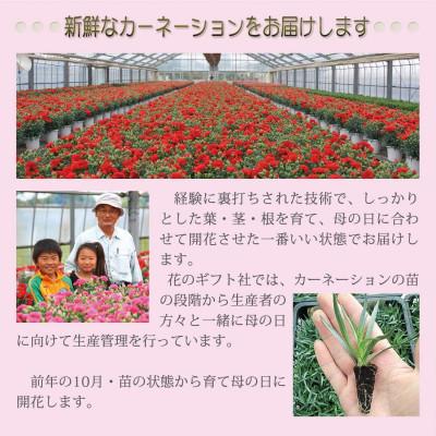 ふるさと納税 小山市 赤カーネーション5号鉢 |  | 02