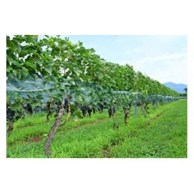 ふるさと納税 塩尻市 井筒ワイン GIメルロー |  | 01