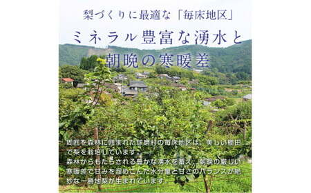 FKP9-652 【先行予約】 マンゴー梨（王秋梨） 約2.5kg なし ナシ 和梨 和なし 和ナシ ブランド梨