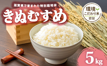 【 令和7年産 5kg 】 きぬむすめ 米 白米 2025年産 キヌムスメ 国産 滋賀県 日野町 農家直送 お米 精米 おこめ こめ 産地直送 ふるさと納税