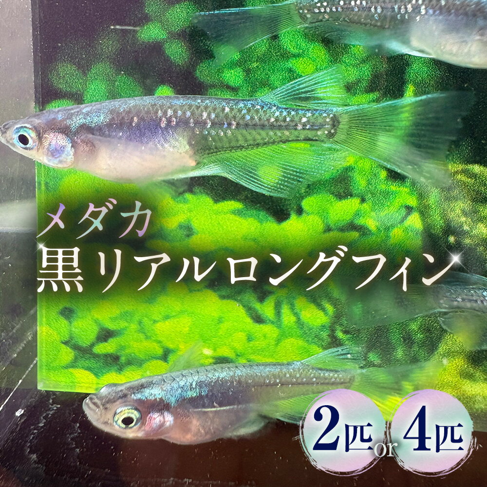【ふるさと納税】＜選べる匹数＞メダカ【黒リアルロングフィン】 1ペア 2匹 / 2ペア 4匹 生体 メダカ めだか 観賞魚 さかな 魚 飼育 ペット 山梨県 中央市 送料無料