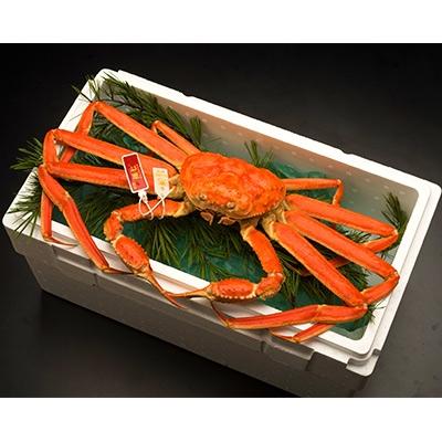 ふるさと納税 射水市 【特選】本ずわいがに約900g(孫七タグ付) |  | 01