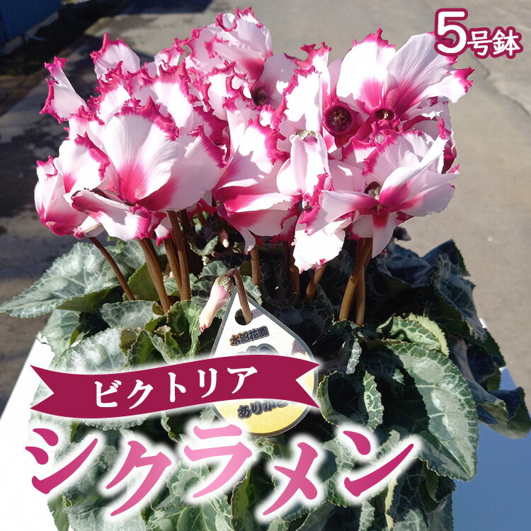 【ふるさと納税】【先行予約】厳選シクラメン鉢　”ビクトリア”【花・シクラメン・鉢】※北海道への配送不可 ※2025年11月下旬～12月下旬頃に順次発送予定
