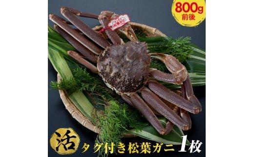 664.【活】タグ付き　松葉ガニ　大1枚（800g前後）◇【着日指定不可】※2025年11月上旬～2026年3月下旬頃に順次発送予定《かに カニ 蟹》 313726_AL012VC01