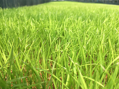 【7年産】 近江米 みずかがみ 無洗米 5kg 【BN15W】 近江米 無洗米