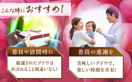 【2025年先行予約】【数量限定】【贈答用】期待の新品種！クイーンセブン 1房（約350g）秀品・化粧箱入り 島根県雲南市/ギアファーム[AIAB007]