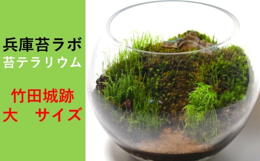 【丸形テラリウム（大）】天空の城 「竹田城跡」をイメージした苔テラリウム