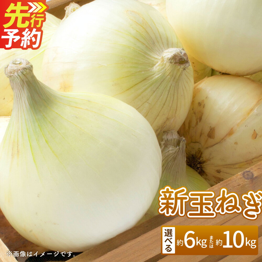 【ふるさと納税】＜選べる容量＞【数量限定】新玉ねぎ 約6kg または 約10kg 玉葱 たまねぎ タマネギ 野菜 やさい 熊本県 熊本市 送料無料 【2027年3月下旬～4月下旬迄順次発送予定】