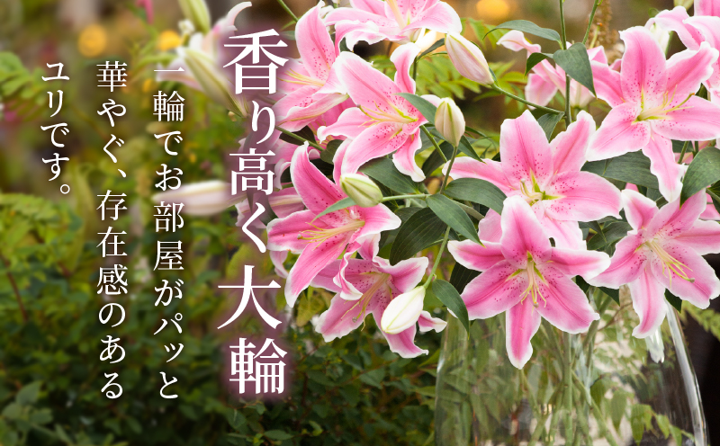 【2週間以内発送】「オリエンタルリリー ユリ」(ピンク) 計6本  生花 切花 百合 国産_T045-0025