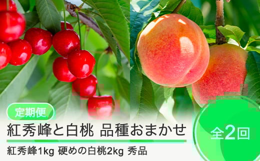【2回定期便】紅秀峰1kg 白桃2kg さくらんぼ 硬めの白桃 品種おまかせ 選べる定期便 山形県産 2025年度産 令和7年 フルーツ 果実 送料無料 ry-ft2bh3000-h