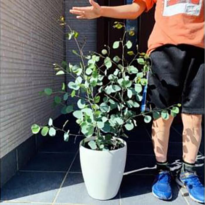 【ふるさと納税】ボリュームのある ユーカリ ポポラス苗 7号(21cm)化粧鉢(ガーデニング用)