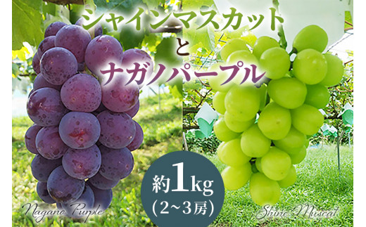 シャインマスカット&ナガノパープル 詰め合わせ 1kg(2〜3房) 先行予約 | シャインマスカット しゃいんますかっと ぶどう ブドウ 葡萄 高級 ナガノパープル ながのぱーぷる 詰合せ 旬 季節 先行予約 数量限定 果物 フルーツ セット 直送 贈答 プレゼント 田原ぶどう園 埼玉県 杉戸町