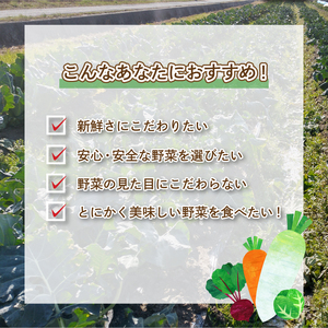 むらさき大根 2kg セット 野菜 大根 惣菜 煮物 サラダ 産地直送 下関 山口 FW015