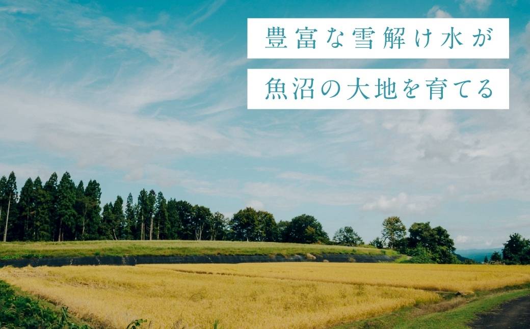 令和7年産 極上 魚沼産コシヒカリ「亀福米」5kg (特別栽培米) 新潟県 津南町 株式会社亀福 155399-002