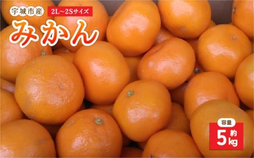 【先行予約】 みかん 5kg 2L～2Sサイズ 果物 くだもの フルーツ ミカン オレンジ 柑橘 【2025年10月下旬〜2026年1月下旬発送予定】