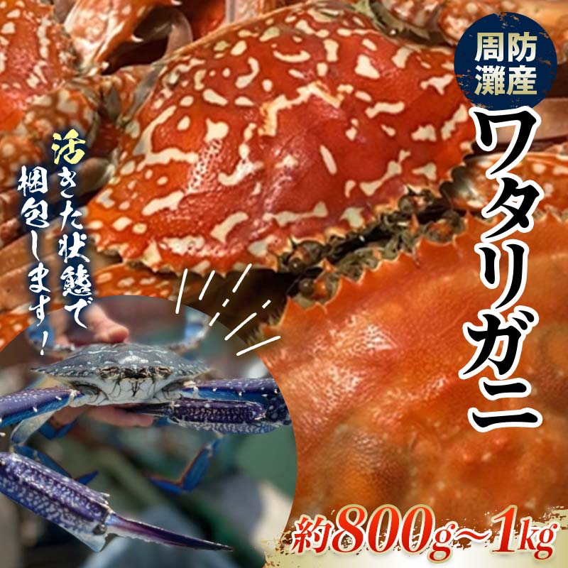 【ふるさと納税】【期間・数量限定】《時間指定不可》 活きたまま発送！周防灘産ワタリガニ （大） 約800g～1kg F6L-1459