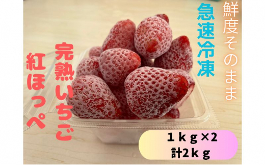 
鮮度そのまま!!急速冷凍完熟いちご(紅ほっぺ)1kg×２個セット　ふぁいんファーム [№5346-0443]
