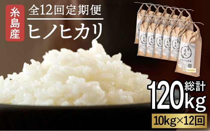 
【全12回定期便】糸島産 ヒノヒカリ 10kg×12回　糸島市 / 糸島王丸農園 ( 谷口汰一 )【いとしまごころ】 [AAZ017]
