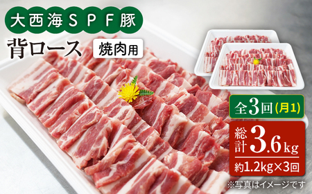 3回定期便 大西海SPF豚 背ロース 焼肉 計1.2kg 訳あり ＜大西海ファーム＞ [CEK096] 焼肉