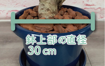 2026年4月下旬～発送 観葉植物 ガジュマル 曲がり 大鉢 T&P 110-1390 観葉植物