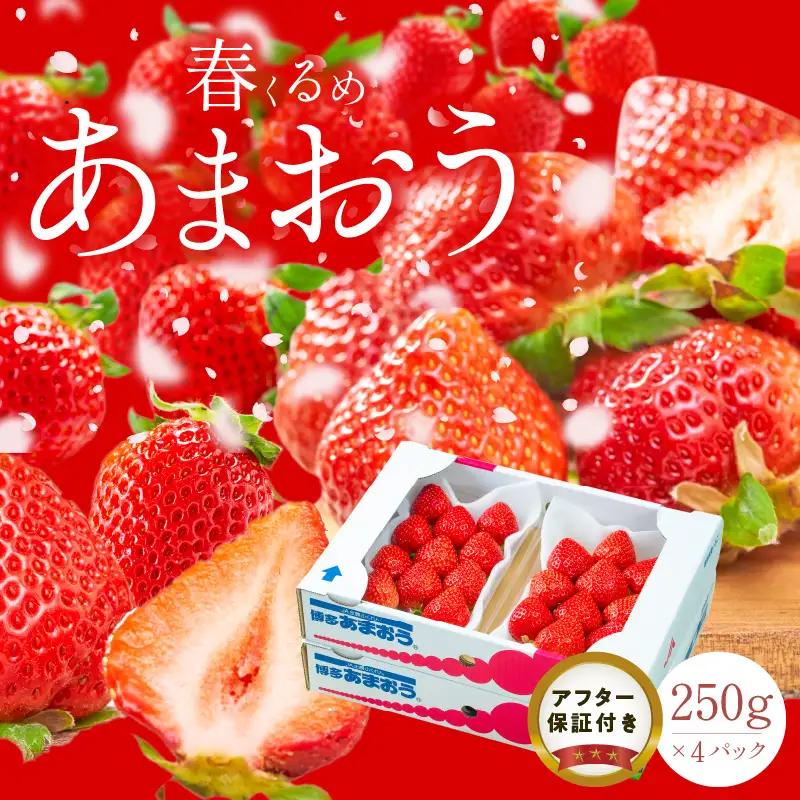 【2027年2月以降お届け】福岡産［春］あまおう4パック_春くるめ あまおう 250g × 4パック 合計 1kg シール付き 冷蔵 濃厚 甘い 果汁 アフター保証 安心安全 国産 いちご 果物 アレンジ おやつ フルーツ スイーツ スムージー ジャム 南国フルーツ お取り寄せ 福岡県 久留米市 送料無料 〔Fi012〕