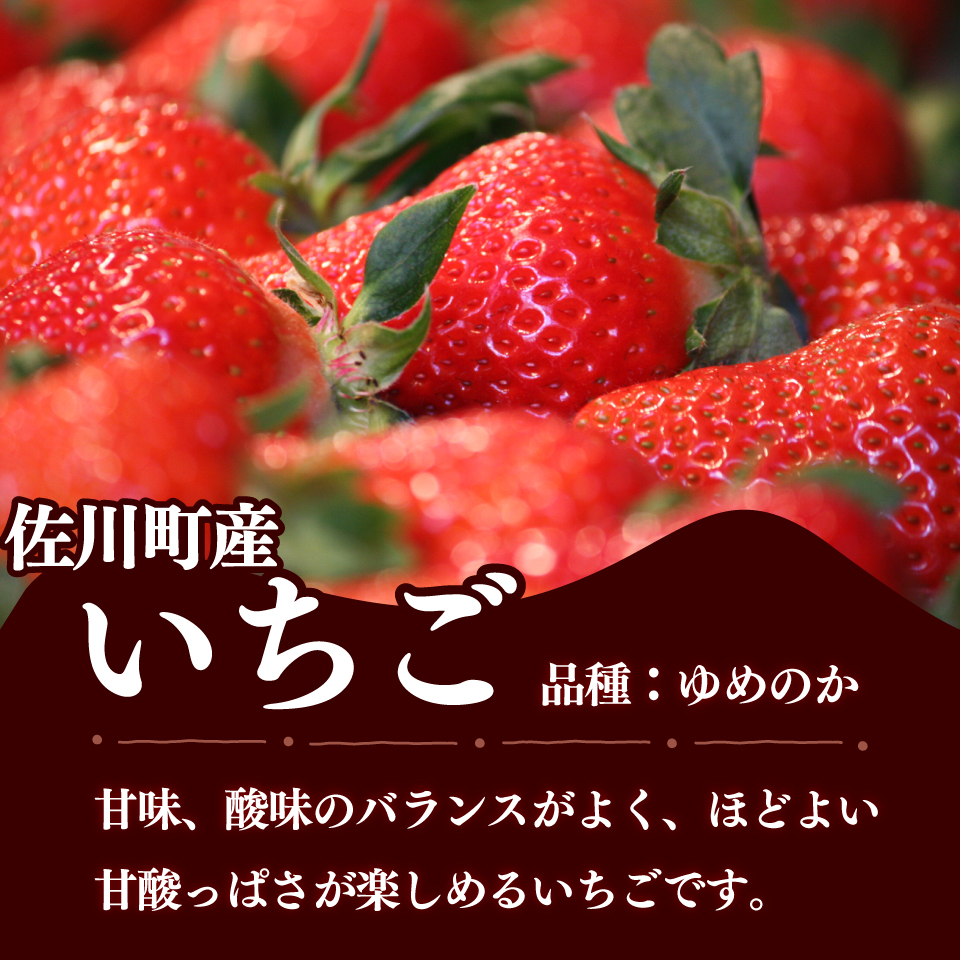＜2026年1月頃～3月頃発送（予定）＞【ゆめのか 285g×4パック】秀品 いちご イチゴ 苺 ストロベリー 贈答用 ギフト 佐川町産