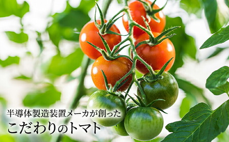 トマト800g  糖度10度以上  Vトマト 期間限定 フルーツトマト ミニトマト とまと 甘い 野菜 人気 リコピン 贈答 ギフト プレゼント 美味しい お取り寄せ 完熟 プチ おすそ分け 美容 健