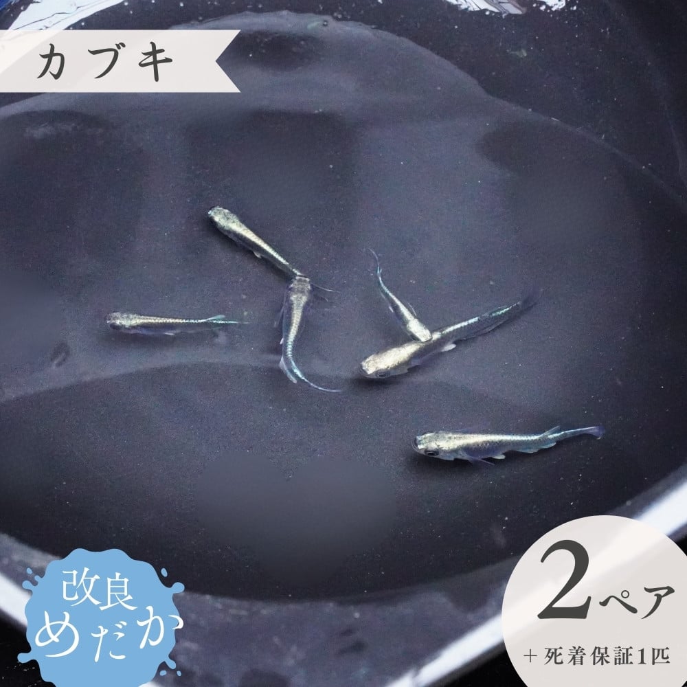 
            【カブキ】美しき 改良めだか （２ペア＋死着保証１匹）  メダカ めだか めだか屋らん
          
