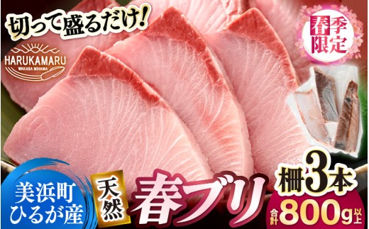 【先行予約】天然！地物！ひるがの春ぶり 柵3本【合計800g以上】【2026年5月下旬以降順次発送予定】【照り焼き ぶり大根 ぶりしゃぶ ぶり ブリ 鰤 ブリトロ ぶりとろ 生食 刺身 海鮮丼 日向 福井 美浜 海鮮 冷凍 旬 プレゼント】 [m36-b020]