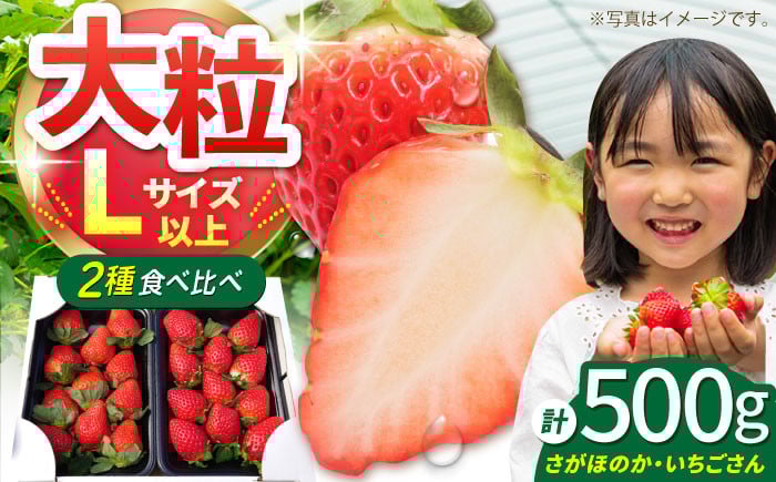 
            【12～4月発送】農園直送「いちごさん・さがほのか」500g ( 約250g×2パック ) 【花祭果実】 [HBN003] / いちご 苺 イチゴ 果物 くだもの フルーツ いちご イチゴ 苺 ichigo strawberry いちごさん さがほのか 朝摘み 農家直送 産地直送 果物 フルーツ 佐賀 佐賀県産 佐賀県 国産 8000 8,000円 8千円
          