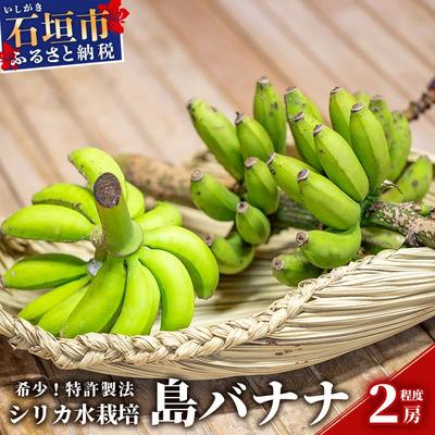 ふるさと納税 石垣市 希少!特許製法で作るシリカ水で栽培する特別な「島バナナ」