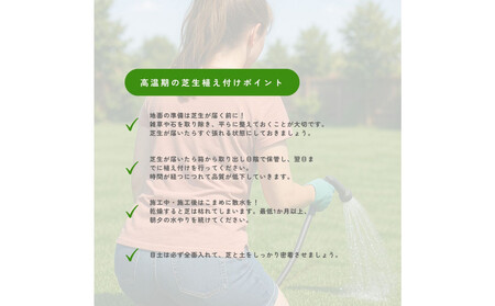 芝生(省管理型コウライ芝　TM9ティーエムナイン)２束セット※2平米分