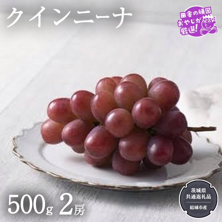 クインニーナ 500g×2房【2025年9月より発送開始】（茨城県共通返礼品 [ぶどう]：結城市産） ぶどう ブドウ 葡萄 果物 フルーツ 茨城県産 [BI425-NT]