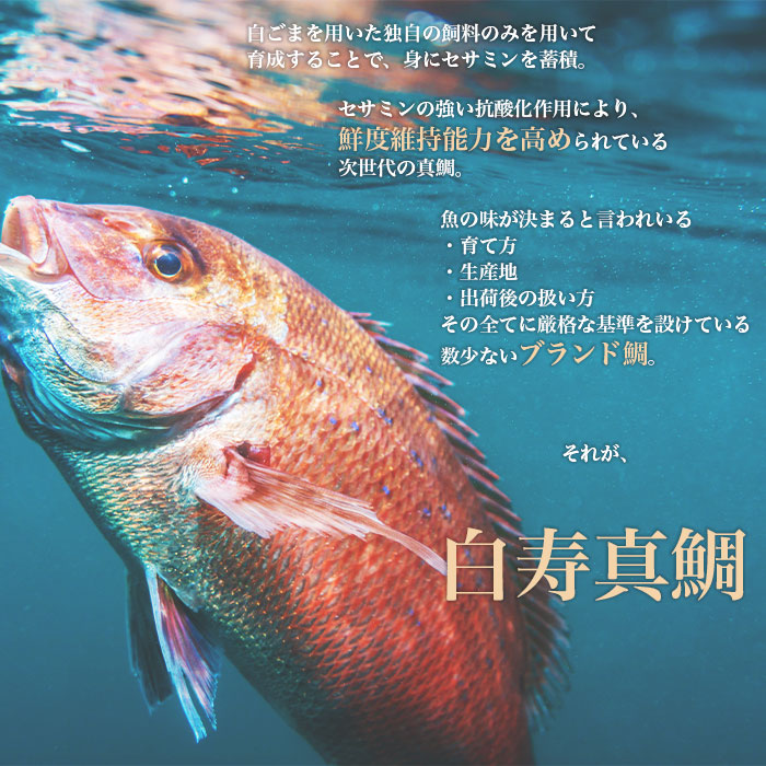 津本式究極の血抜き×白寿真鯛 セミドレス １尾（約1.5kg）