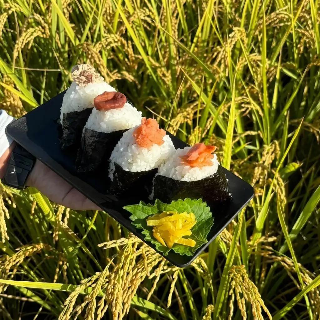 ひのひかり 令和7年産 筑後小郡産 農家直送 ひのひかり【5kg】【定期便 全12回】