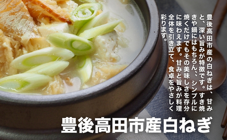 【先行予約】広大な干拓で育ちミネラル豊富な白ネギ 3kg |西日本トップクラスの産地豊後高田市 ネギ