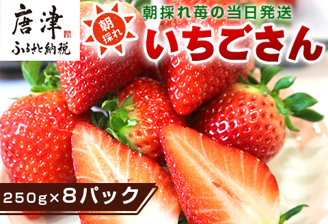『先行予約』【令和8年4月より順次発送】唐津産 いちごさん 約250g×8パック(合計約2kg) 濃厚いちご 苺 イチゴ 果物 フルーツ