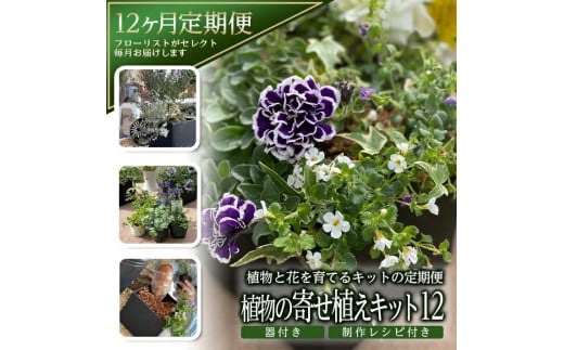 【12回定期便】植物と花を育てるキットの定期便「植物の寄せ植えキット スクエア12」 SL0232